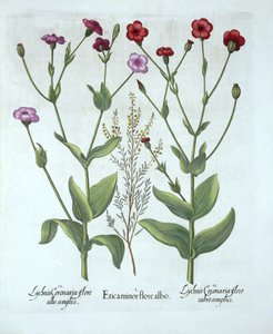 Heather and Two Kinds of Lychnis, fra Hortus Eystettensis, av Basil Besler (1561-1629), pub. 1613 (håndfarget gravering) av German School