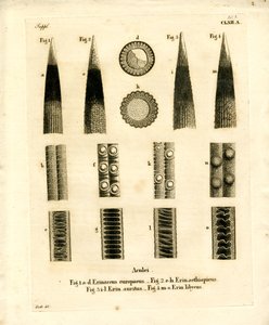 Hedgehog Prickles (farget gravering) av German School