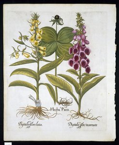 Urt Paris (Solanum quadrifolium), vanlig revebjelle (Digitalis Purpurea) Stor gul revebjelle fra Hortus Eystettensis av Basil Besler (1561-1629) pub 1613 (håndfarget gravering) av German School
