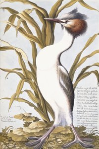 Hegre, 1750-1800 av German School