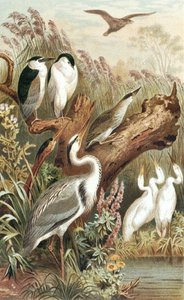 Heron, plate fra "Brehms Tierleben: Allgemeine Kunde des Tierreichs", vol.6, s.483, utgitt av Bibliographisches Institut av German School