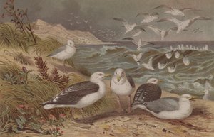 Sildemåke og svartbak, plate fra Brehms Tierleben: Allgemeine Kunde des Tierreichs, vol.6, s.108, utgitt av Bibliografisk Institutt, 1892 av German School