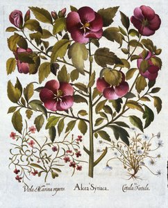 Hibiscus syriacus, Stinking Camomile og fra Hortus Eystettensis, av Basil Besler (1561-1629) pub. 1613 av German School