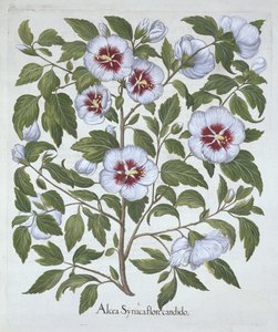Hibiscus syriacus, fra Hortus Eystettensis, av Basil Besler (1561-1629), pub. 1613 (håndfarget gravering) av German School