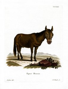 Hinny (farget gravering) av German School