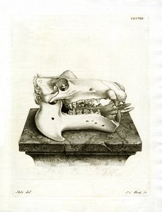 Hippo Skull (farget gravering) av German School