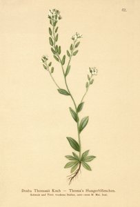 Hoary Whitlow-gress (Draba Thomasii) av German School