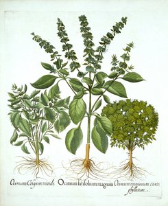 Holy Basilikum, og to ytterligere varianter av basilikum, fra "Hortus Eystettensis", av Basil Besler av German School