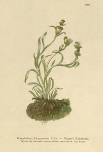 Coppweed Hoppes (Gnaphalium Hoppeanum, Omalotheca hoppeana) av German School