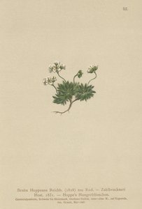 Hoppes Whitlow-gress (Draba Hoppeana, Draba Zahlbruckneri) av German School