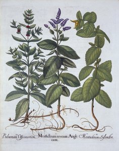 Horsemint and Spearmint, fra Hortus Eystettensis, av Basil Besler (1561-1629), pub. 1613 (håndfarget gravering) av German School