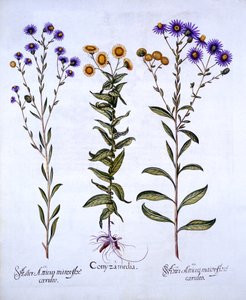HorseweedButterweedFleabane og European Michaelmas Daisies, fra Hortus Eystettensis, av Basil Besler (1561-1629), pub. 1613 (håndfarget gravering) av German School