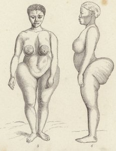 Hottentot Venus (gravering) av German School