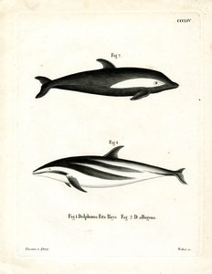 Timeglass Dolphin (farget gravering) av German School