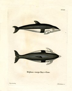 Timeglass Dolphin (farget gravering) av German School