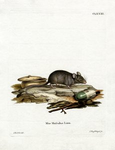 House Mouse (farget gravering) av German School