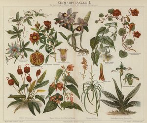 Potteplanter (farge litho) av German School