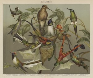 Kolibrier (farge litho) av German School