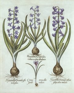 Hyacinths and an Autumn Crocus, fra Hortus Eystettensis, av Basil Besler (1561-1629), pub. 1613 (håndfarget gravering) av German School