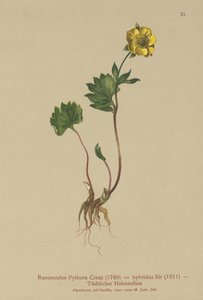 Hybrid ranunkel (Ranunculus Pythora, Ranunculus hybridus) av German School