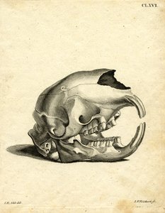 Hyrax Skull (farget gravering) av German School
