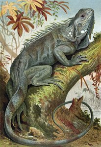 Iguana, tallerken fra Brehms Tierleben> General Knowledge of the Animal Kingdom, vol.7, s.88, utgitt av Bibliographic Institute, 1892 av German School