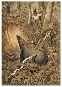 Illustrasjon, indisk jakttapir i Amazonas-skogen. I “” De Bootslieden der Amazon-River””, Karl Muller, Nederland av German School