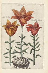 Illustrasjon fra "Florilegium ... behandling av forskjellige blomster og andre indeksplanter som levende avgrenset i to deler og fire språk arrangert av German School