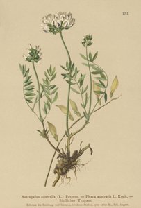 Indisk Milkvetch (Astragalus australis, Astragalus aboriginum, Phaca australis) av German School