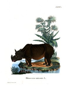 Indisk neshorn (farget gravering) av German School