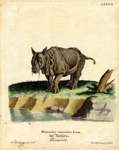 Indisk neshorn (farget gravering) av German School