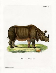 Indisk neshorn (farget gravering) av German School