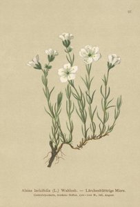 Indre alpin sandurt (Alsine laricifolia, Minuartia laricifolia, Arenaria laricifolia) av German School