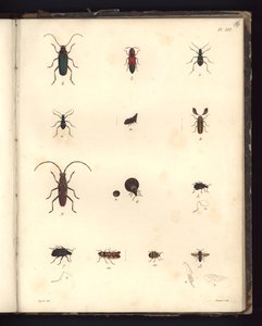 Insecta, Pl. XVI, illustrasjon fra kompendium over observasjon av zoologi og komparativ anatomi, laget i Atlanterhavet, i det indre av det nye kontinentet og i Sørishavet i løpet av 179-årene av German School