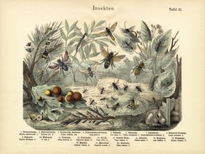 Insekter, ca. 1860 av German School