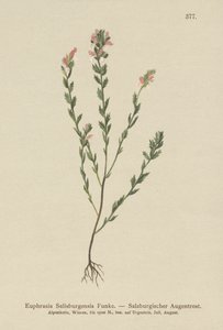 Irsk øyetrøst (Euphrasia Salisburgensis) av German School