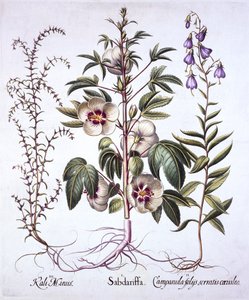 Jamaica Sorrel, Bellflower and Prickly Saltwort, fra Hortus Eystettensis, av Basil Besler (1561-1629), pub. 1613 (håndfarget gravering) av German School