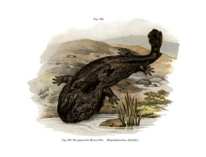 Japansk kjempesalamander (farge litho) av German School