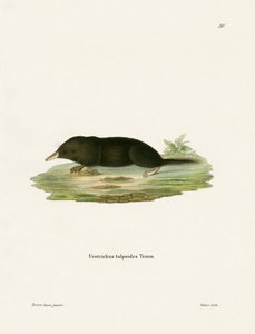 Japanese Shrew Mole (farget gravering) av German School