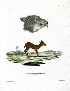 Java Mouse-Deer (farget gravering) av German School
