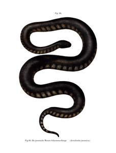 Javan File Snake (farge litho) av German School