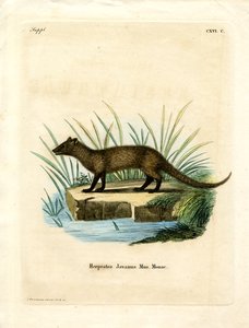 Javan Mongoose (farget gravering) av German School