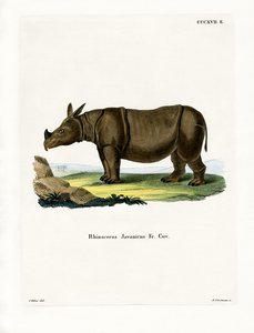 Javan Rhinoceros (farget gravering) av German School