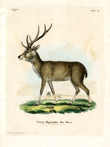Javan Rusa (farget gravering) av German School