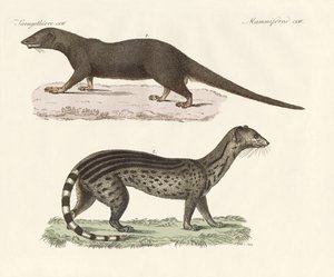 Javanesiske rovdyr (farget gravering) av German School