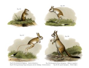 Jerboa, 1860 av German School
