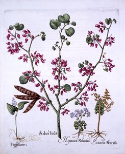 Judas Tree, May Lily, Moonwort, Liverwort, fra Hortus Eystettensis, av Basil Besler (1561-1629), pub. 1613 (håndfarget gravering) av German School