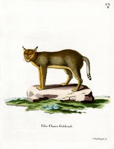 Jungle Cat (farget gravering) av German School