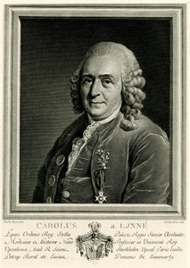 Karl von Linné av German School