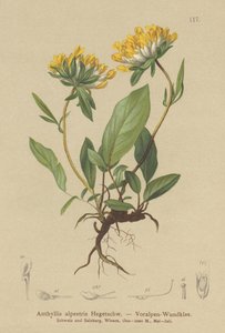 Nyrevikke (Anthyllis alpestris, Anthyllis vulneraria var. alpestris) av German School